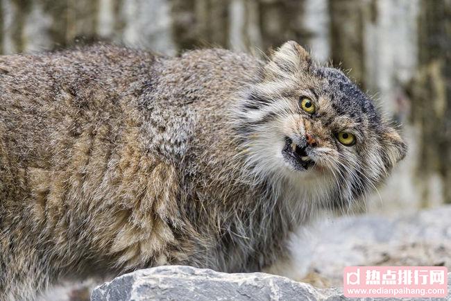 世界上最凶的猫排行榜 发起飙来拦都拦不住