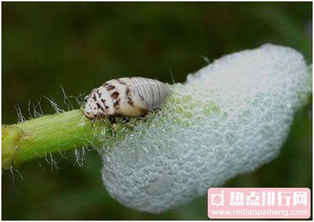 世界上跳的最高的昆虫，沫蝉所跳高度达70厘米，相当于人类跳200米