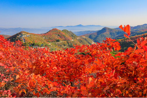 中国最好的观赏枫叶的地方 北京香山国内赏枫去处的鼻祖