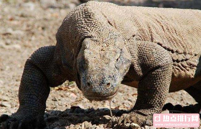 中国十大神秘生物 世界上真的有龙吗