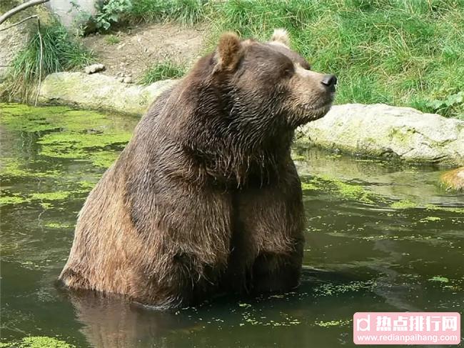 世界十大最重的动物 蓝鲸的舌头和大象一样重